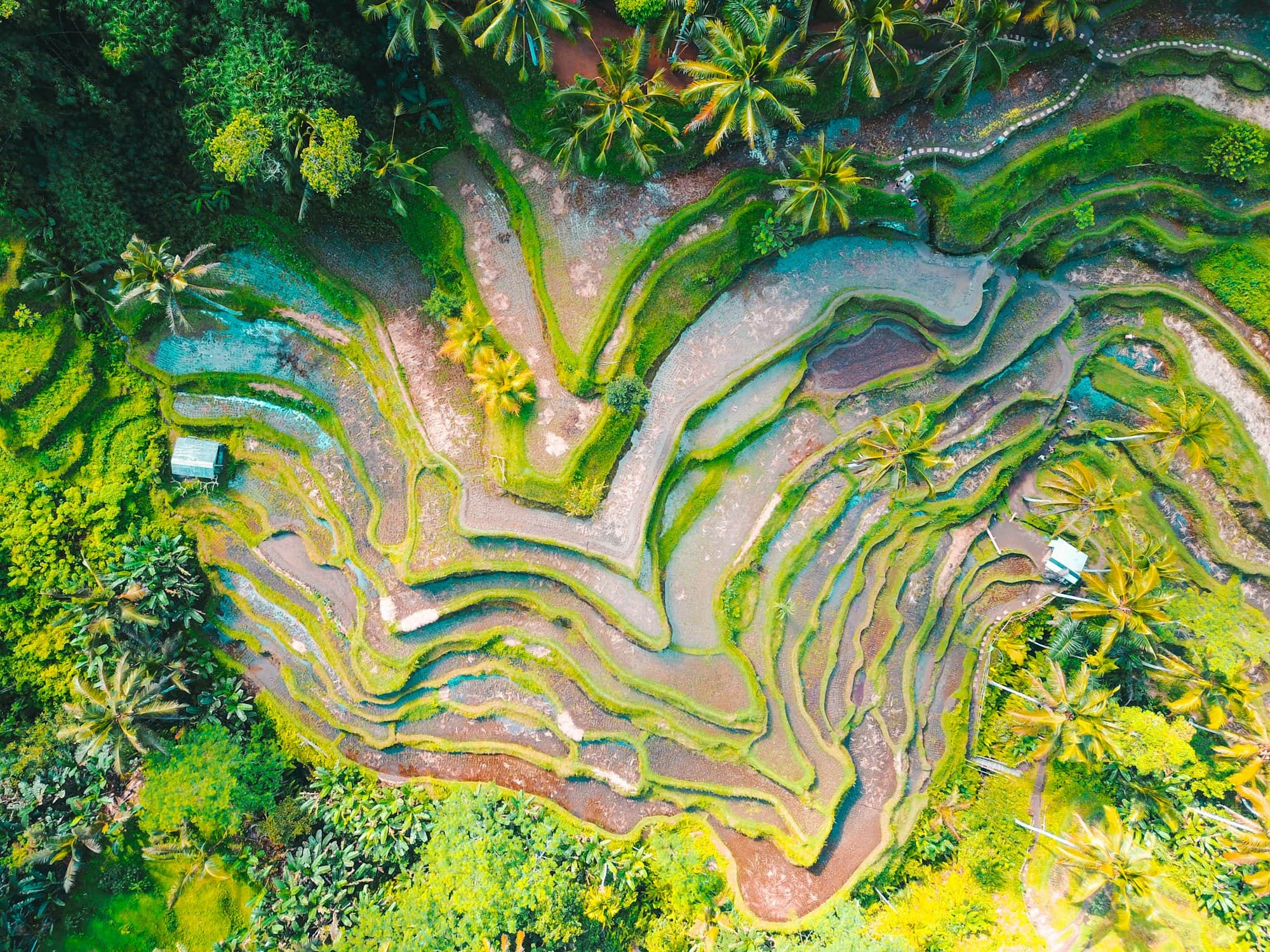 Emerald rice terraces near Ubud, Bali
